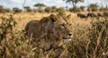 Majestic Lion in the Wild Savanna - High-Resolution Digital Wallpaper